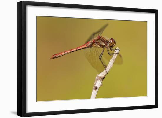 Male Common Darter Dragonfly (Sympetrum Striolatum) Resting on the End of a Twig, Dorset,Uk-Ross Hoddinott-Framed Photographic Print