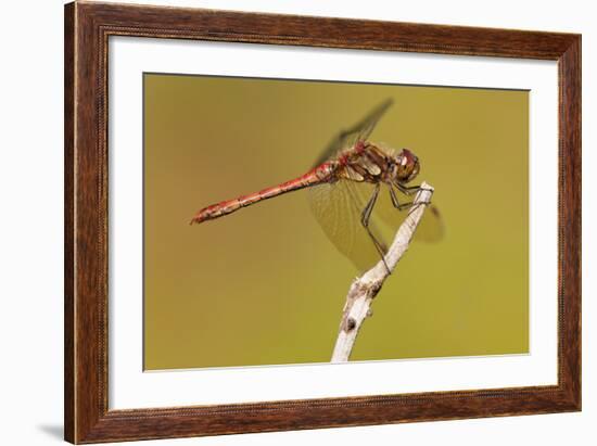 Male Common Darter Dragonfly (Sympetrum Striolatum) Resting on the End of a Twig, Dorset,Uk-Ross Hoddinott-Framed Photographic Print