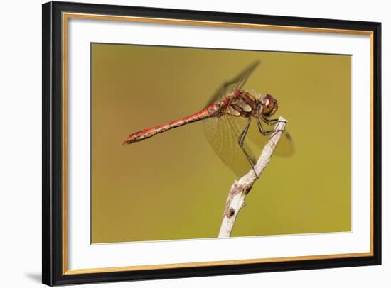 Male Common Darter Dragonfly (Sympetrum Striolatum) Resting on the End of a Twig, Dorset,Uk-Ross Hoddinott-Framed Photographic Print