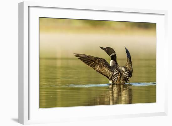 Male Common Loon Bird Drying His Wings on Beaver Lake Near Whitefish, Montana, USA-Chuck Haney-Framed Photographic Print