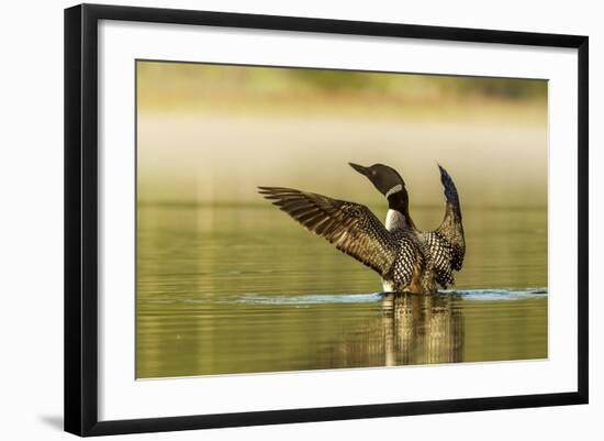 Male Common Loon Bird Drying His Wings on Beaver Lake Near Whitefish, Montana, USA-Chuck Haney-Framed Photographic Print