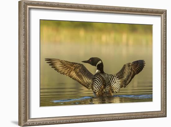 Male Common Loon Bird Drying His Wings on Beaver Lake Near Whitefish, Montana, USA-Chuck Haney-Framed Photographic Print