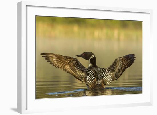 Male Common Loon Bird Drying His Wings on Beaver Lake Near Whitefish, Montana, USA-Chuck Haney-Framed Photographic Print