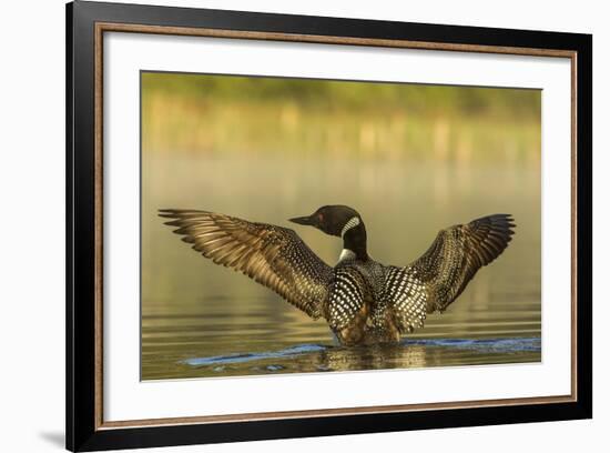 Male Common Loon Bird Drying His Wings on Beaver Lake Near Whitefish, Montana, USA-Chuck Haney-Framed Photographic Print