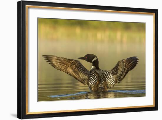 Male Common Loon Bird Drying His Wings on Beaver Lake Near Whitefish, Montana, USA-Chuck Haney-Framed Photographic Print