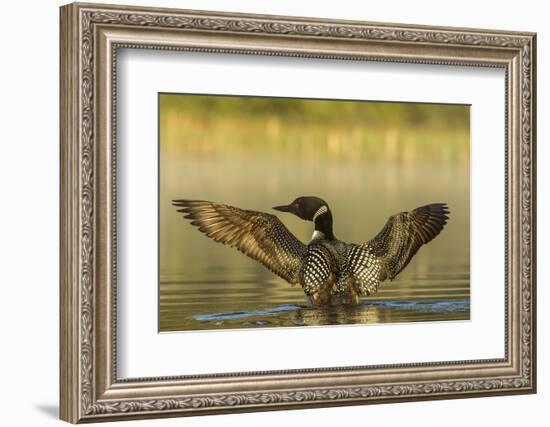 Male Common Loon Bird Drying His Wings on Beaver Lake Near Whitefish, Montana, USA-Chuck Haney-Framed Photographic Print