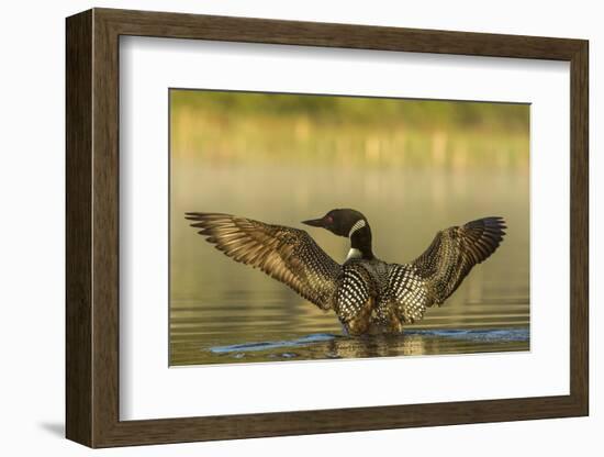 Male Common Loon Bird Drying His Wings on Beaver Lake Near Whitefish, Montana, USA-Chuck Haney-Framed Photographic Print