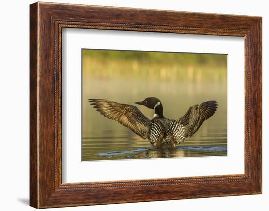 Male Common Loon Bird Drying His Wings on Beaver Lake Near Whitefish, Montana, USA-Chuck Haney-Framed Photographic Print