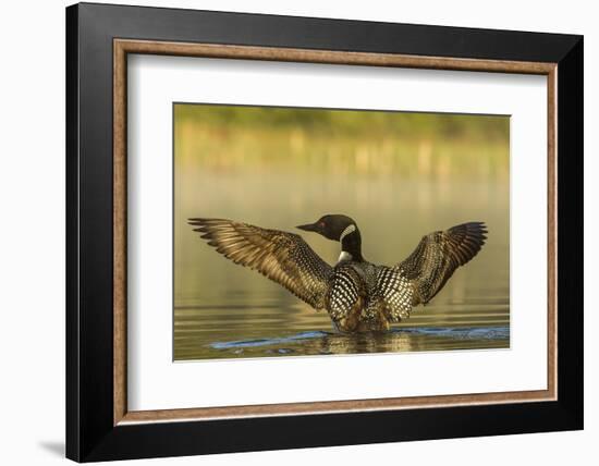 Male Common Loon Bird Drying His Wings on Beaver Lake Near Whitefish, Montana, USA-Chuck Haney-Framed Photographic Print