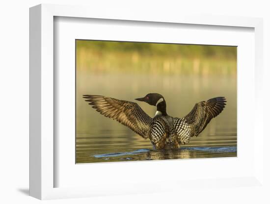 Male Common Loon Bird Drying His Wings on Beaver Lake Near Whitefish, Montana, USA-Chuck Haney-Framed Photographic Print