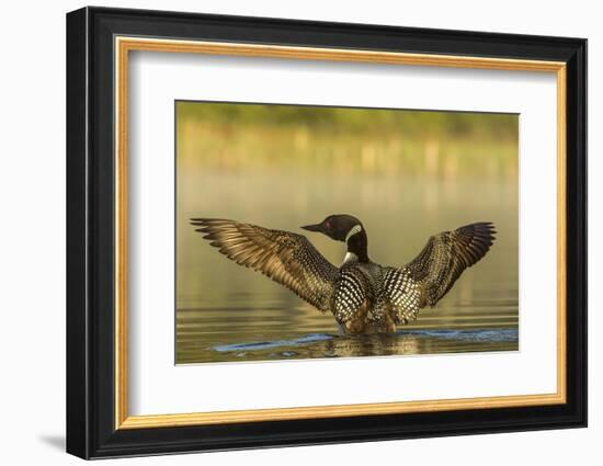 Male Common Loon Bird Drying His Wings on Beaver Lake Near Whitefish, Montana, USA-Chuck Haney-Framed Photographic Print