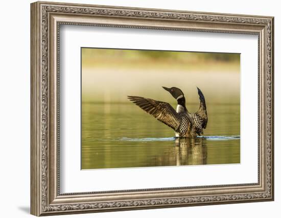 Male Common Loon Bird Drying His Wings on Beaver Lake Near Whitefish, Montana, USA-Chuck Haney-Framed Photographic Print