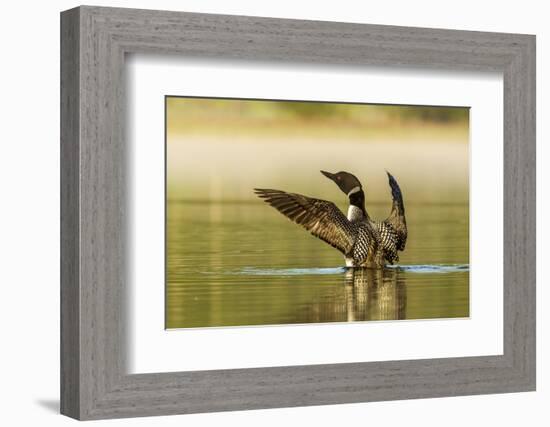 Male Common Loon Bird Drying His Wings on Beaver Lake Near Whitefish, Montana, USA-Chuck Haney-Framed Photographic Print