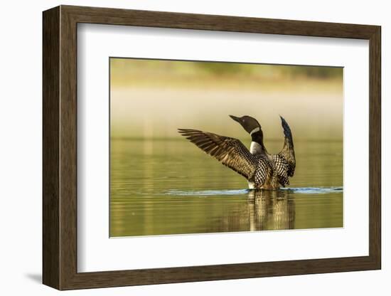 Male Common Loon Bird Drying His Wings on Beaver Lake Near Whitefish, Montana, USA-Chuck Haney-Framed Photographic Print