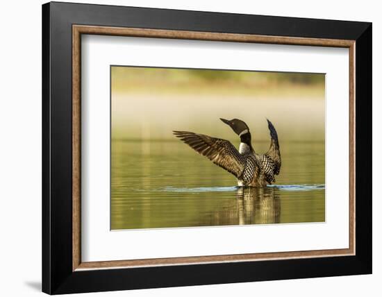 Male Common Loon Bird Drying His Wings on Beaver Lake Near Whitefish, Montana, USA-Chuck Haney-Framed Photographic Print