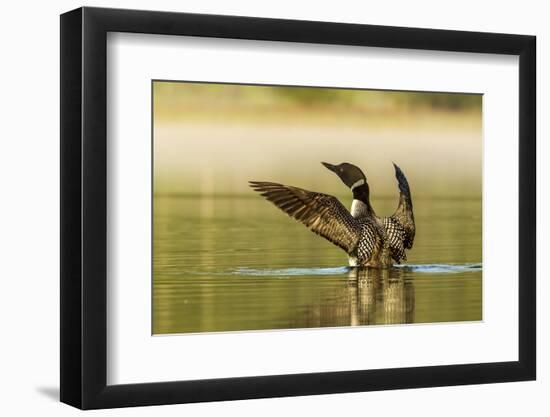 Male Common Loon Bird Drying His Wings on Beaver Lake Near Whitefish, Montana, USA-Chuck Haney-Framed Photographic Print