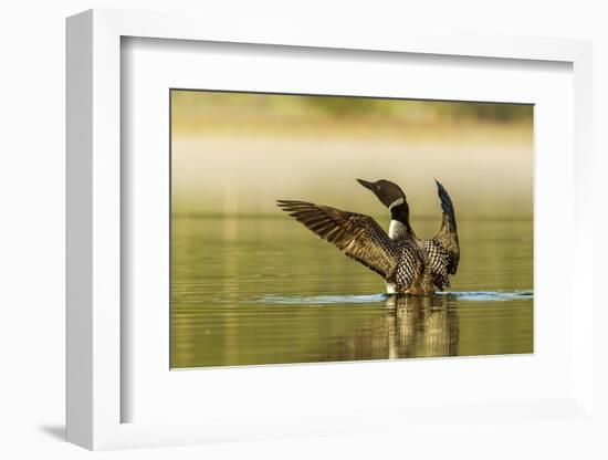 Male Common Loon Bird Drying His Wings on Beaver Lake Near Whitefish, Montana, USA-Chuck Haney-Framed Photographic Print