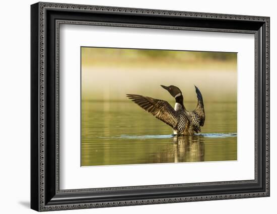 Male Common Loon Bird Drying His Wings on Beaver Lake Near Whitefish, Montana, USA-Chuck Haney-Framed Photographic Print