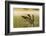 Male Common Loon Bird Drying His Wings on Beaver Lake Near Whitefish, Montana, USA-Chuck Haney-Framed Photographic Print