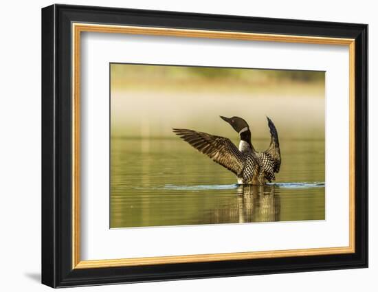 Male Common Loon Bird Drying His Wings on Beaver Lake Near Whitefish, Montana, USA-Chuck Haney-Framed Photographic Print