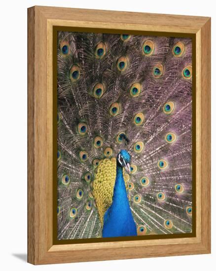 Male Common Peafowl, Displaying, Trowunna Widlife Park, Tasmania-Pete Oxford-Framed Premier Image Canvas