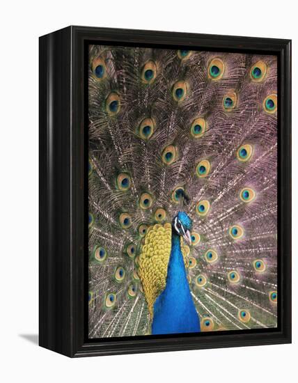 Male Common Peafowl, Displaying, Trowunna Widlife Park, Tasmania-Pete Oxford-Framed Premier Image Canvas