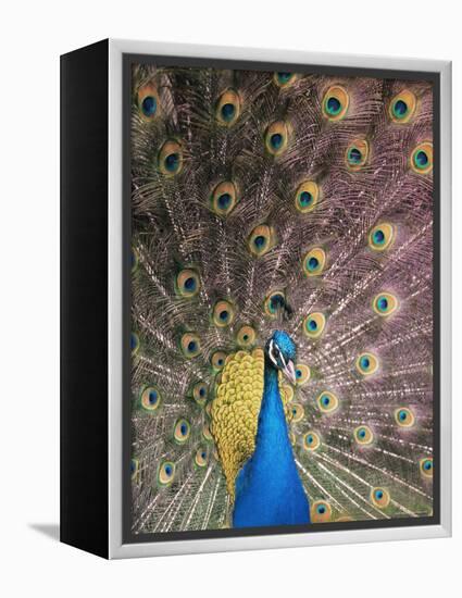 Male Common Peafowl, Displaying, Trowunna Widlife Park, Tasmania-Pete Oxford-Framed Premier Image Canvas