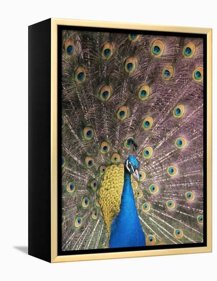 Male Common Peafowl, Displaying, Trowunna Widlife Park, Tasmania-Pete Oxford-Framed Premier Image Canvas