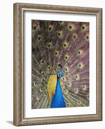 Male Common Peafowl, Displaying, Trowunna Widlife Park, Tasmania-Pete Oxford-Framed Photographic Print