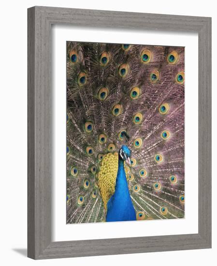 Male Common Peafowl, Displaying, Trowunna Widlife Park, Tasmania-Pete Oxford-Framed Photographic Print