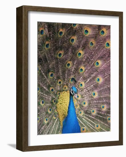 Male Common Peafowl, Displaying, Trowunna Widlife Park, Tasmania-Pete Oxford-Framed Photographic Print