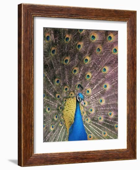 Male Common Peafowl, Displaying, Trowunna Widlife Park, Tasmania-Pete Oxford-Framed Photographic Print