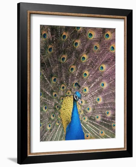 Male Common Peafowl, Displaying, Trowunna Widlife Park, Tasmania-Pete Oxford-Framed Photographic Print