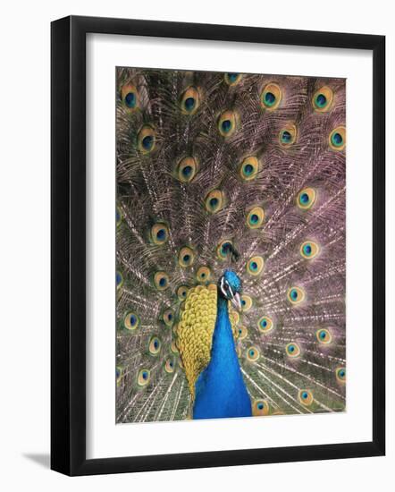 Male Common Peafowl, Displaying, Trowunna Widlife Park, Tasmania-Pete Oxford-Framed Photographic Print