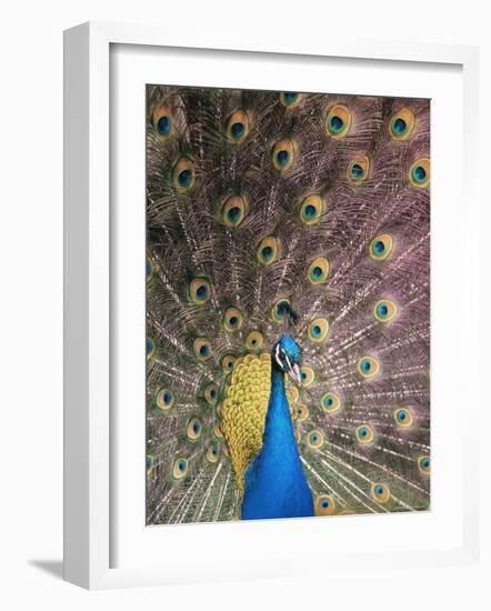 Male Common Peafowl, Displaying, Trowunna Widlife Park, Tasmania-Pete Oxford-Framed Photographic Print