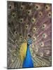 Male Common Peafowl, Displaying, Trowunna Widlife Park, Tasmania-Pete Oxford-Mounted Photographic Print