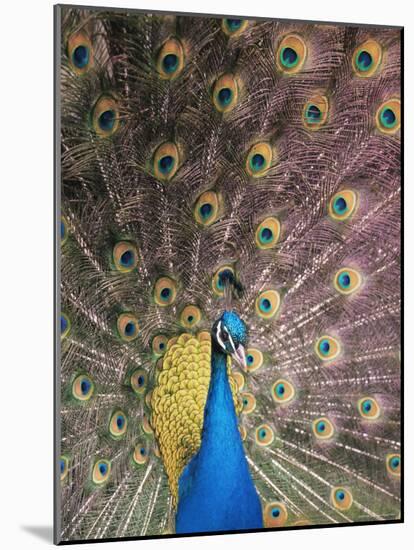 Male Common Peafowl, Displaying, Trowunna Widlife Park, Tasmania-Pete Oxford-Mounted Photographic Print