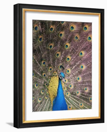 Male Common Peafowl, Displaying, Trowunna Widlife Park, Tasmania-Pete Oxford-Framed Photographic Print