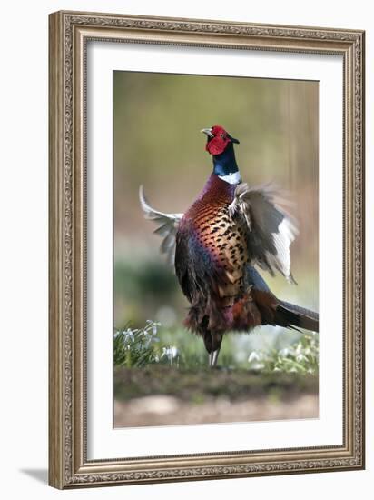 Male Common Pheasant-Colin Varndell-Framed Photographic Print