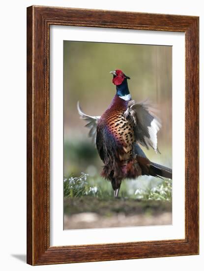 Male Common Pheasant-Colin Varndell-Framed Photographic Print