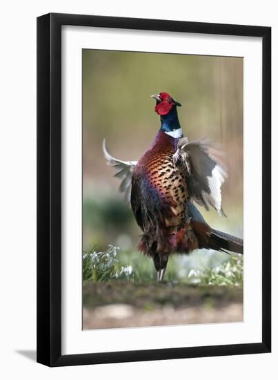 Male Common Pheasant-Colin Varndell-Framed Photographic Print