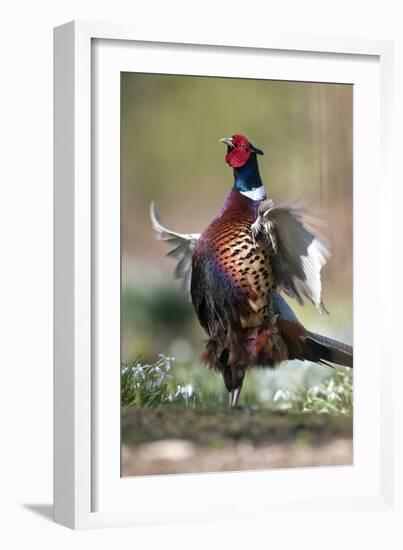 Male Common Pheasant-Colin Varndell-Framed Photographic Print