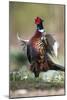 Male Common Pheasant-Colin Varndell-Mounted Photographic Print