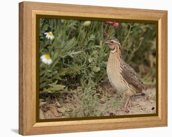 Male Common Quail (Coturnix Coturnix) Calling, Spain, May-Markus Varesvuo-Framed Premier Image Canvas