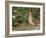 Male Common Quail (Coturnix Coturnix) Calling, Spain, May-Markus Varesvuo-Framed Photographic Print