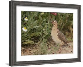 Male Common Quail (Coturnix Coturnix) Calling, Spain, May-Markus Varesvuo-Framed Photographic Print