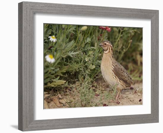 Male Common Quail (Coturnix Coturnix) Calling, Spain, May-Markus Varesvuo-Framed Photographic Print