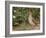 Male Common Quail (Coturnix Coturnix) Calling, Spain, May-Markus Varesvuo-Framed Photographic Print