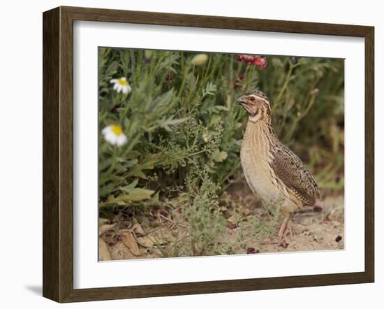 Male Common Quail (Coturnix Coturnix) Calling, Spain, May-Markus Varesvuo-Framed Photographic Print