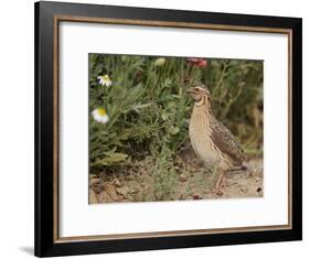 Male Common Quail (Coturnix Coturnix) Calling, Spain, May-Markus Varesvuo-Framed Photographic Print
